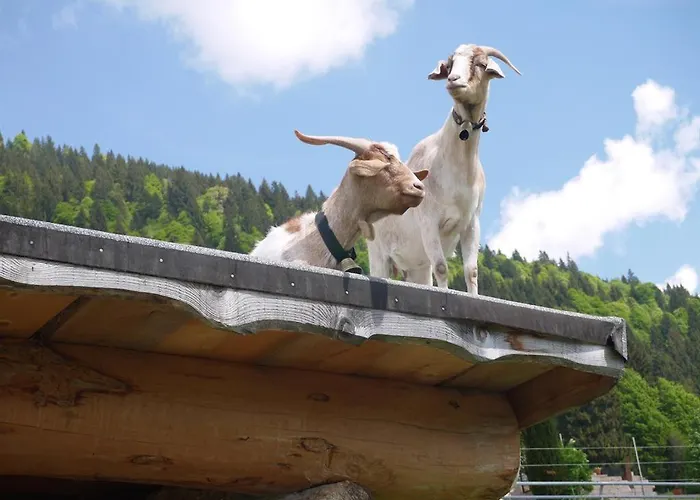 Almfrieden * Balderschwang