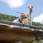 Almfrieden * Balderschwang