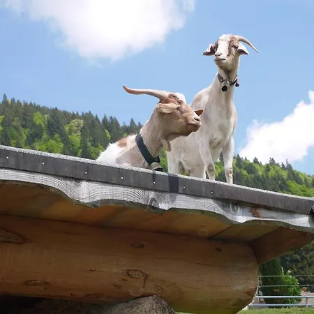Almfrieden * Balderschwang